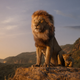Illustration for article titled The iLion King/i cast faces off with their animal counterparts in new promo images